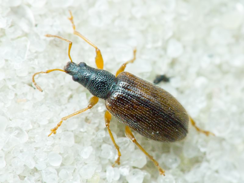 Phyllobius oblongus (Linnaeus, 1758)